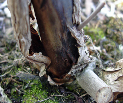 Schmetterlingsflieder_01.jpg