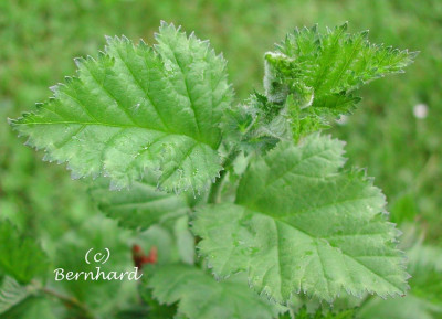 crataegus_coccinea.jpg