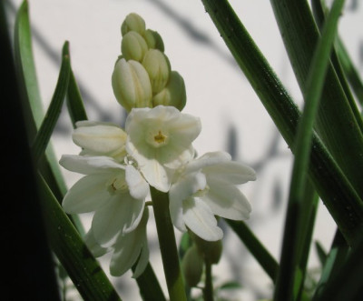 Pu_scilloides_alba0409k.jpg