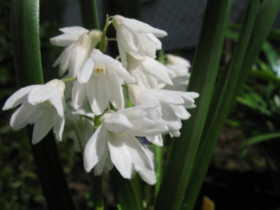 Pu_scilloides_Snowdrift0409k.jpg