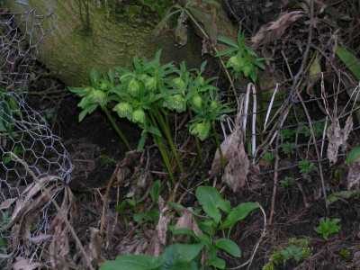 H._viridis_2_009.jpg