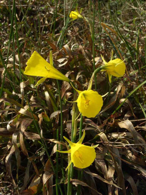 Narcissus_juncifolius_BoGa_BO.jpg