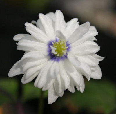 IMG_1168_eAnemone_nemorosa_Blue_Eyes.JPG