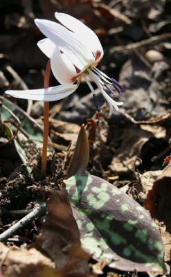 IMG_1176_eErythronium_dens-canis_Snowflake.JPG