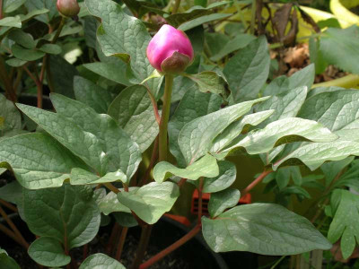 paeonia_cambessedesii_002.jpg