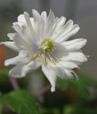 IMG_1164_eAnemone_nemorosa_Blue_Eyes.JPG