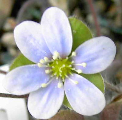 9.4.06_H.n.v.pubescens._009.JPG