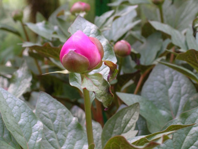 paeonia_cambessedesii_021.jpg