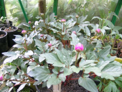 paeonia_cambessedesiii_018.jpg