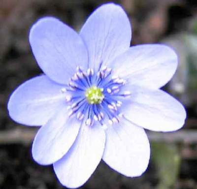 18.3..04._Hepatica_transsilvanica_Blue_Eyes_035.JPG