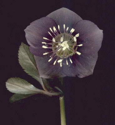 Helleborus_orientalis_x_purpurascens_fliederrauch_1.jpg