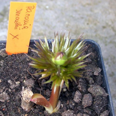 Paeonia_x_smouthii0011.jpg
