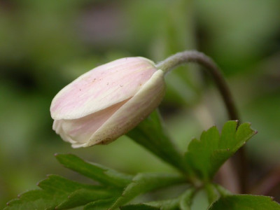 anemone_nemorosa1_g.jpg