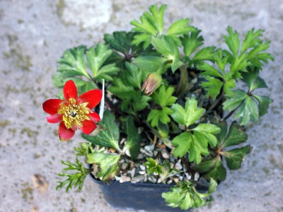 Anemone_pavonina001.jpg