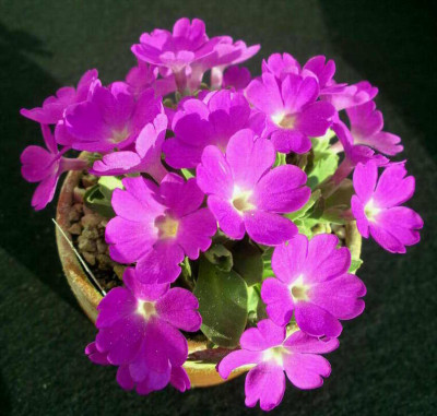 Primula__x_allionii_Maria_Talbot_2006-04-08.JPG