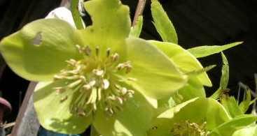 Helleborus_viridis_ssp._viridis__v.berni.jpg