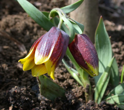 DSCN4374_Fritilaria.jpg