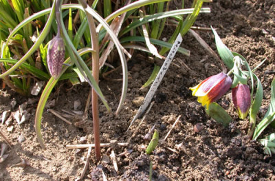 DSCN4375_Fritilarien.jpg