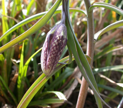 DSCN4376_Schachbrettblume.jpg