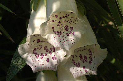 digitalis_5011.jpg
