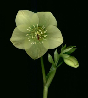 Helleborus_orientalis_cremegelb_mit_roten_Stempeln_klein.jpg