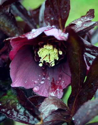 schwarzrot2696.jpg