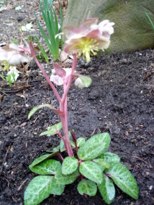 Helleborus06.jpg