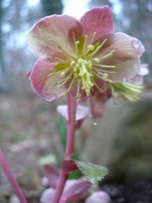 Helleborus07.jpg