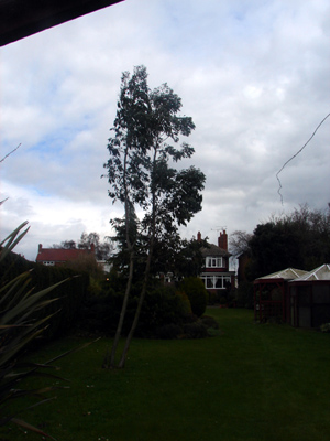 eucalyptus.jpg