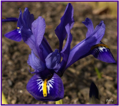 blaue_Iris.JPG