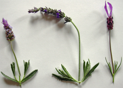 dentata_heterophylla_stoech.jpg