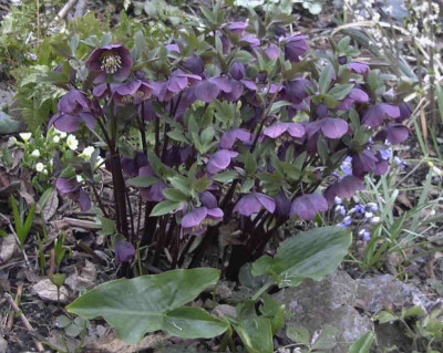 Helleborus_abchasicusRimg0198.JPG
