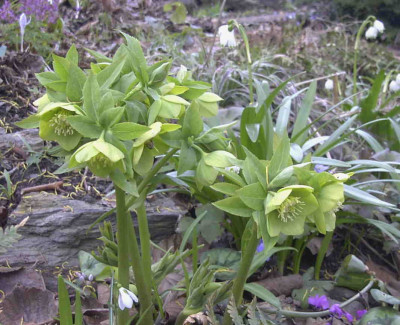 Helleborus_dumetorumRimg0205.JPG