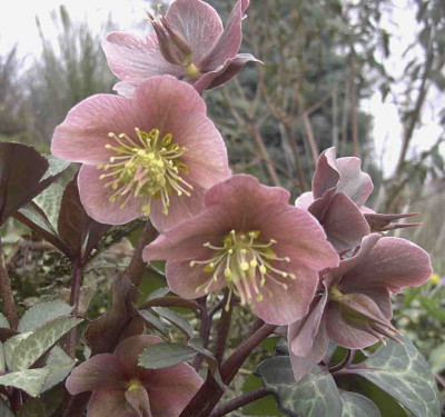 Helleborus_x_ballardiaeRimg0159.JPG
