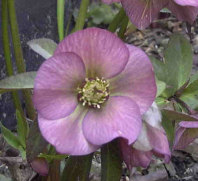 HelleborusRimg0170.JPG