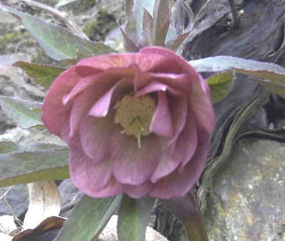 HelleborusRimg0175.JPG