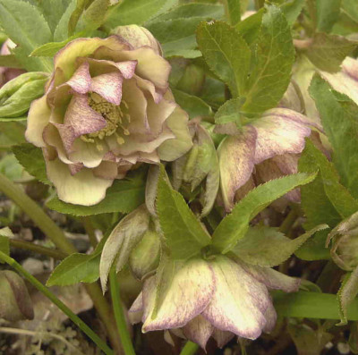 HelleborusRimg0179.JPG
