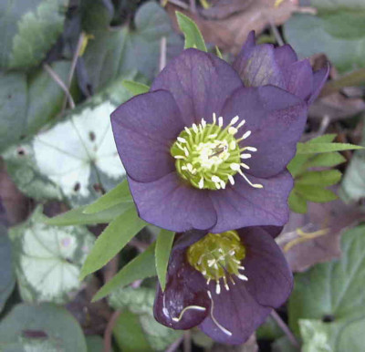 HelleborusRimg0184.JPG