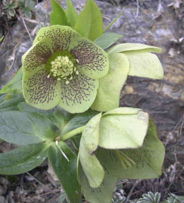 HelleborusRimg0192.JPG