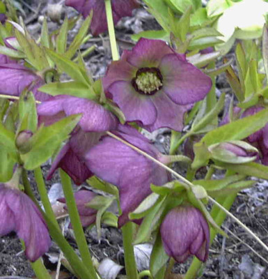 HelleborusRimg0227.JPG