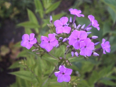 PHTO0275.JPG