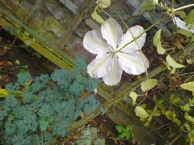 nelly_moser_grusst_eine_blaue_gartenraute_ende_nov_07.jpg