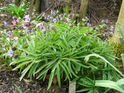 H.dumentorum_feinbl._rudi_023.jpg