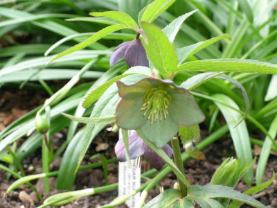H._torquatus_rudi_051.jpg