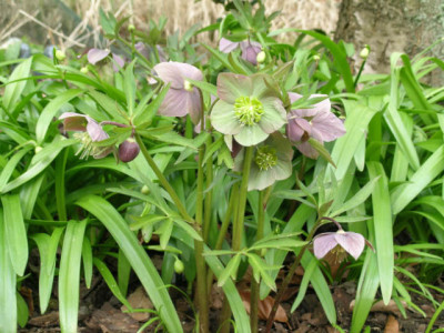 H._purpurascens_-_Rumanien_rudi__079.jpg