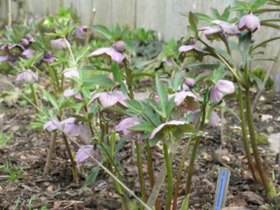 H.purpurascens_Ungarn_rudi_096.jpg