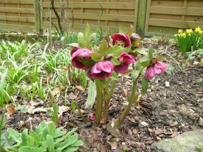 H._Paonientyp_026.jpg