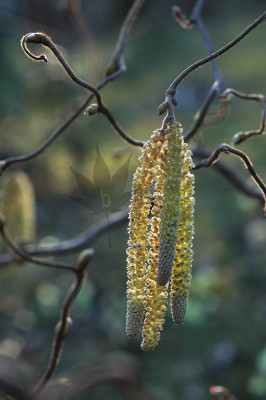corylus_av_contorta_06_01.jpg