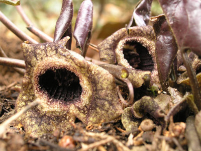 Asarum_splendens_Bluete.jpg