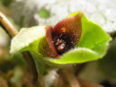 Asarum-europaeum-Bluete.jpg